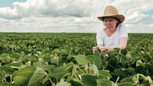A woman in a soybean field examining a plant leaf