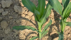 V5 corn plants in the field