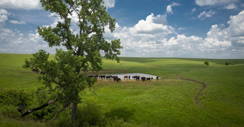 Cattle grazing by farm pond USDA.jpg Cattle grazing by farm pond USDA.jpg