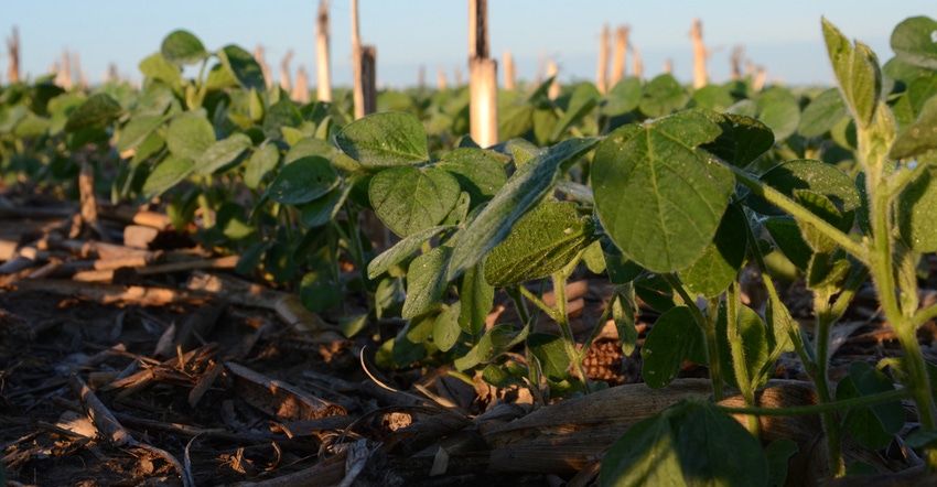 young soybean plants