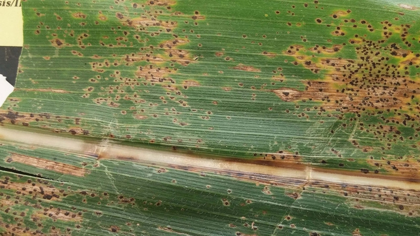 A close up of tar spot on a corn leaf