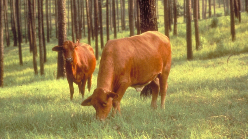 Yearling stocker cattle graze in a silvopasture system