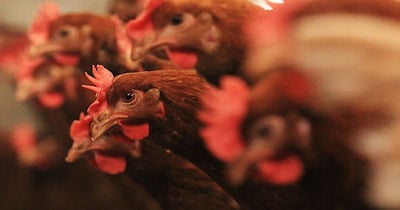 More than 8 million birds affected by avian influenza in Minnesota