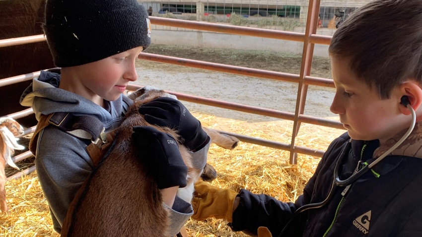 two young boys pet a goat two young boys pet a goat
