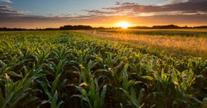 green corn field at sunrise