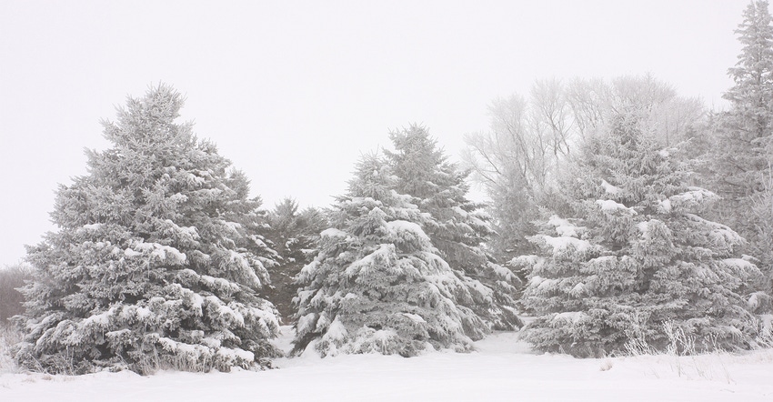 snow covered evergreen trees