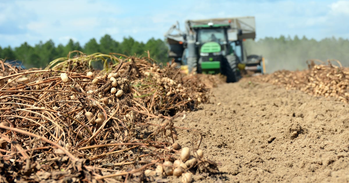 U.S. peanut sustainability program sees record growth