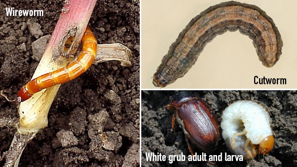 Scout emerging corn for insects: Cutworms, wireworms, white grubs