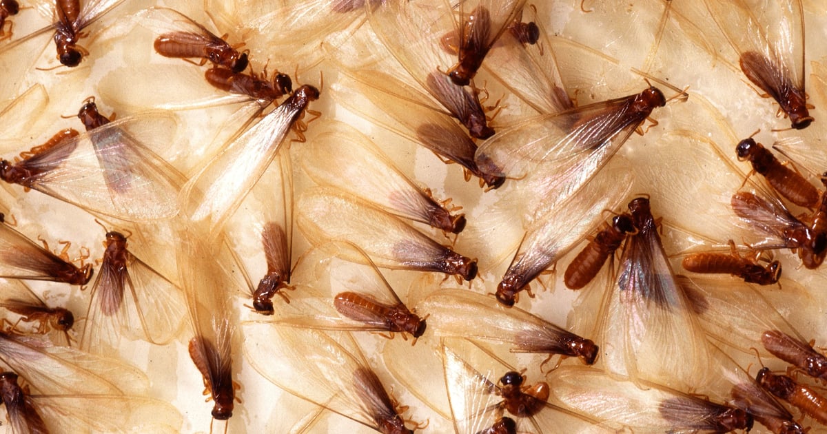 Termite Terror UC experts tackle ‘nightmare’ termite
