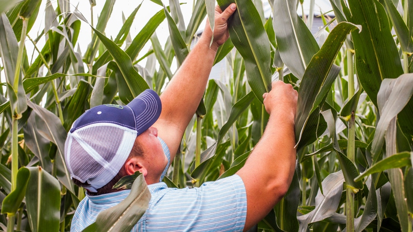 3 steps to protect yield from crop disease in 2023
