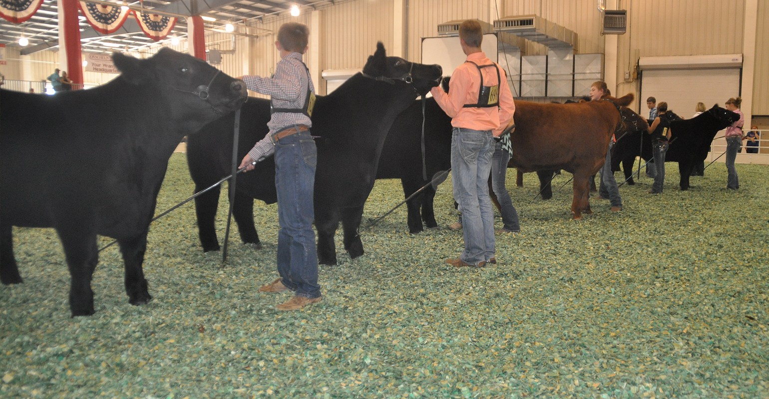 Health papers for traveling animals is a pain, but there's a purpose