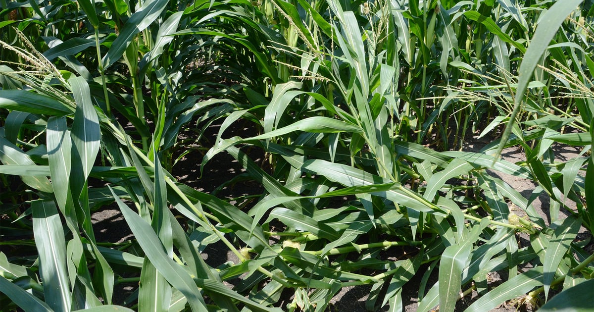 When to use corn rootworm protection in your fields