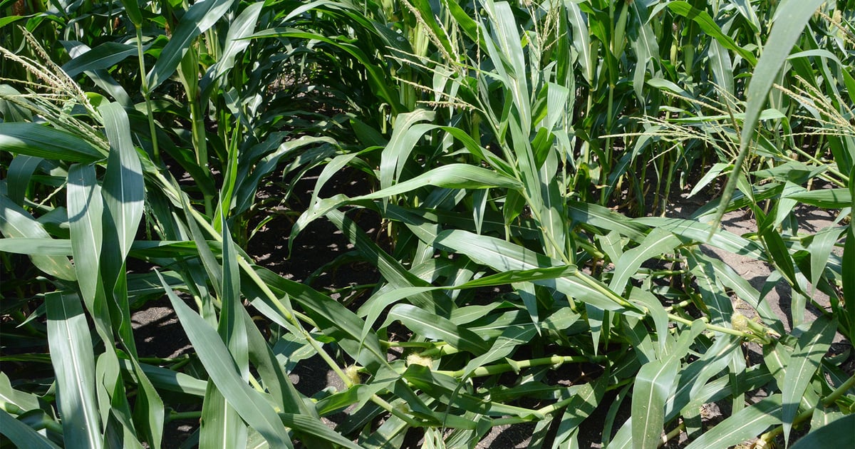Corn Rootworm Protection When to use corn rootworm protection in your fields