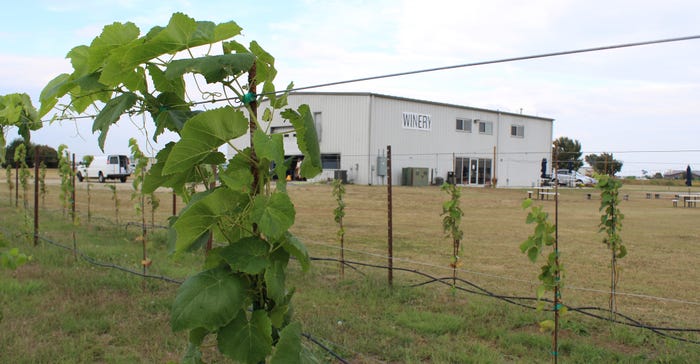 Kansas Highland vineyard winery grape vines
