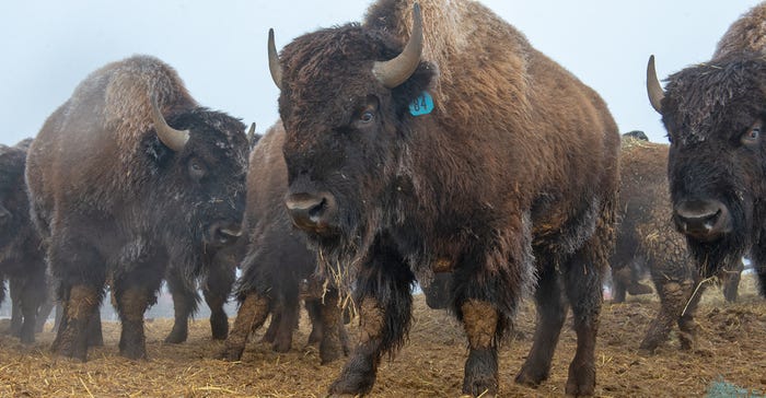 bison herd closeup
