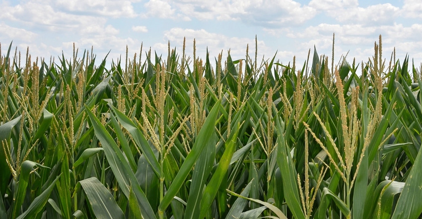 Corn field Corn field