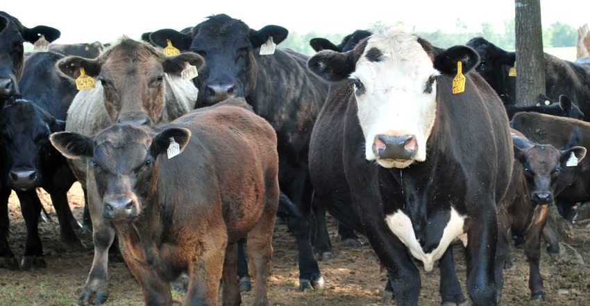 cattle-shade-a-farm-press.jpg cattle-shade-a-farm-press.jpg