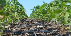 young soybean crop