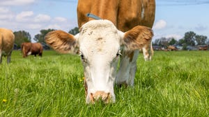 Cow grazing in grass