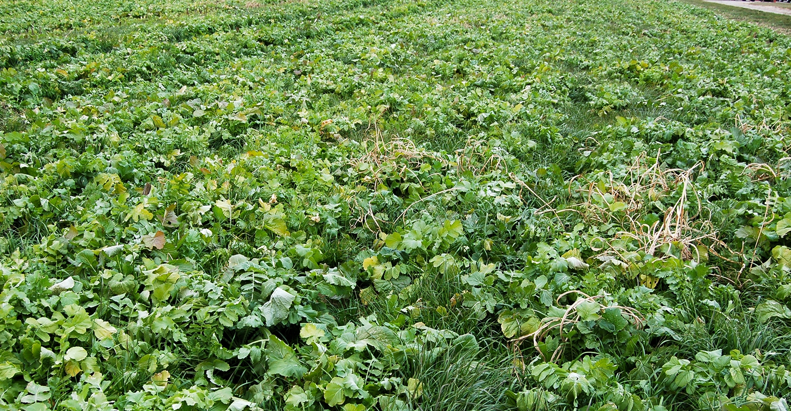 7 Tips To Make Cover Crops Work This Year   Cover Crop Mixture Bechman0710F1 3540 1 0 