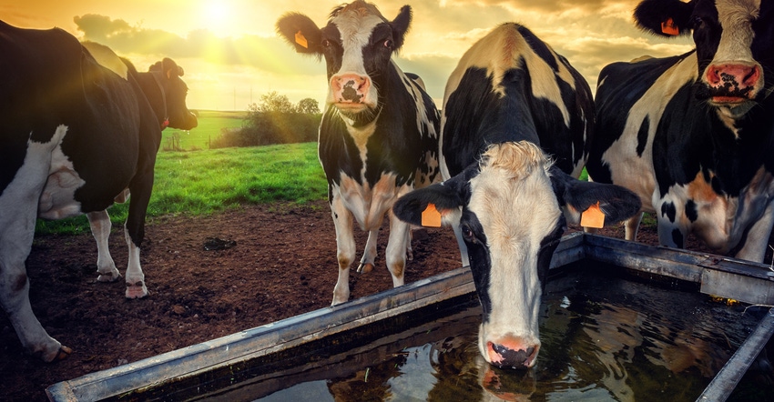 Herd of young calves drinking water at sunset