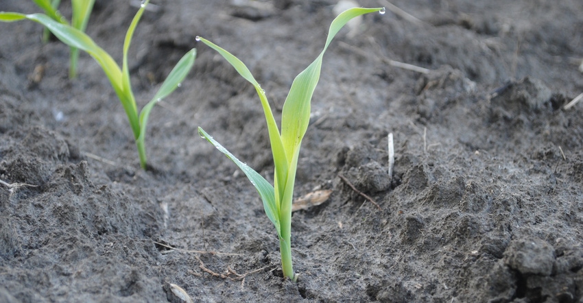 young corn plant young corn plant