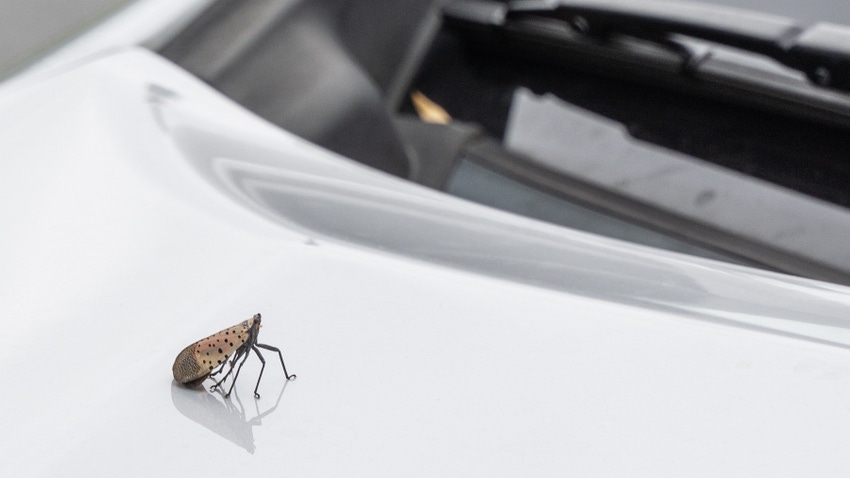  spotted lanternfly sits on the hood of a white car