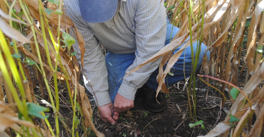 Farmer kneeling in corn field inspecting dirt