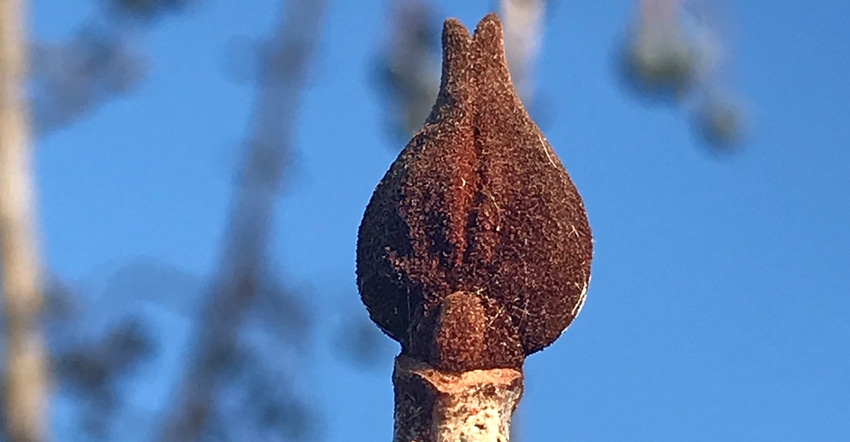 closeup of rusty blackhaw plant