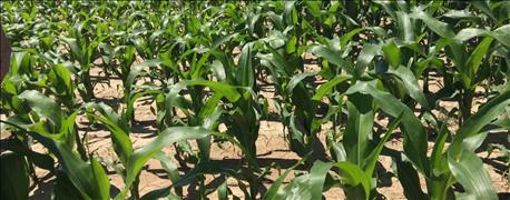 usda_acreage_report_missouri_corn_soybean_cotton_rice_acres_1_636029702837179123.jpg