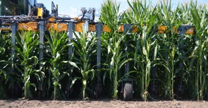 corn of different statures at Bayer's Illinois research farm