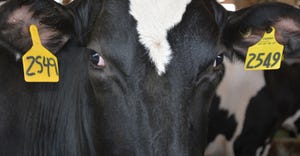 closeup of Holstein eyes and ears