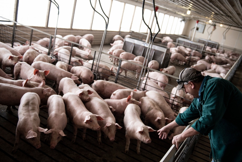 Farmer reaching toward pigs in a barn.
