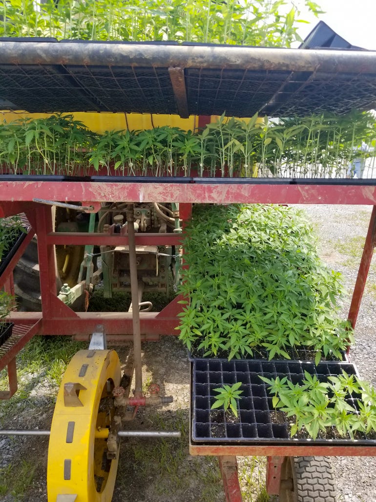 Close-up of Harnish's water-wheel planter in action planting hemp