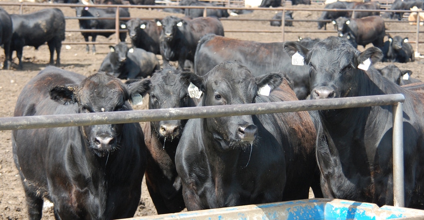 cattle in pen