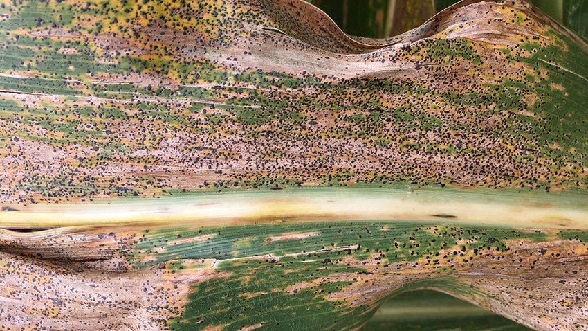 tar spot on corn leaf