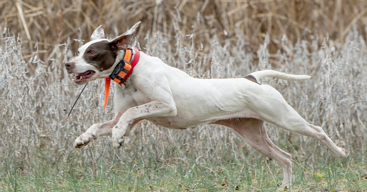 National Champion of Bird Dogs Crowned | Farm Progress