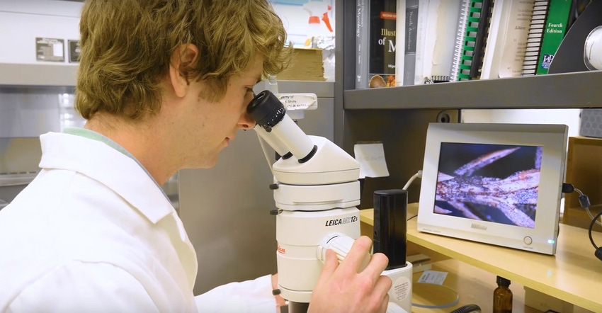 lab researcher looking into microscope