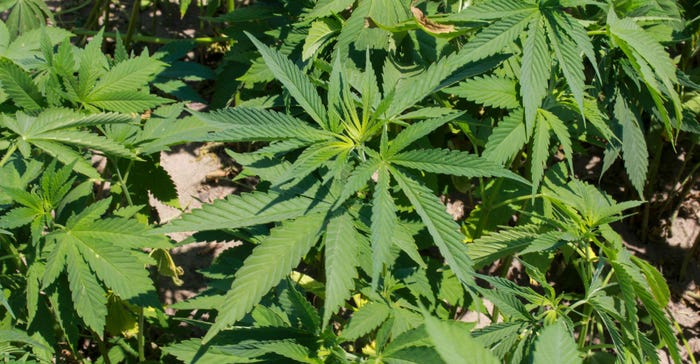 A close up of a hemp plant A close up of a hemp plant