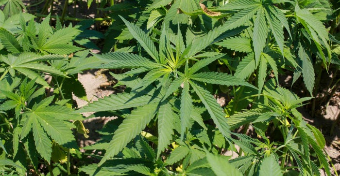 A close up of a hemp plant