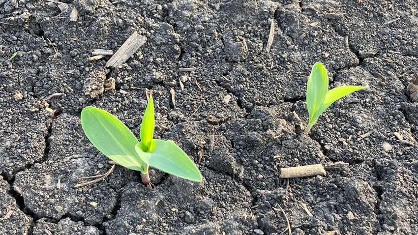 Young crop sprouting through soil