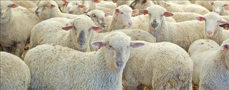 states_lamb_wool_growers_host_first_annual_wool_conference_oct_7_1_636080870460026352.jpg
