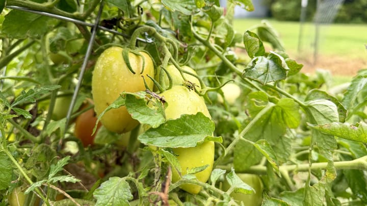Don’t wait for red — why I pick my tomatoes early