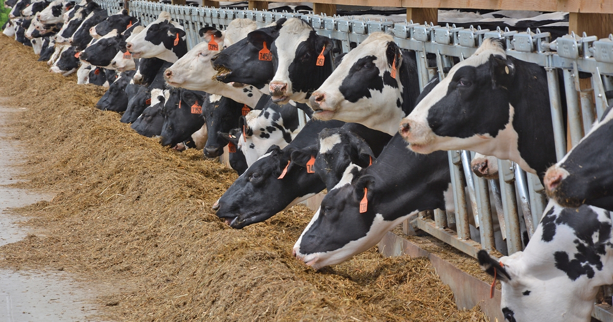 Minnesota Milk survey: Dairy farmers are in crisis mode