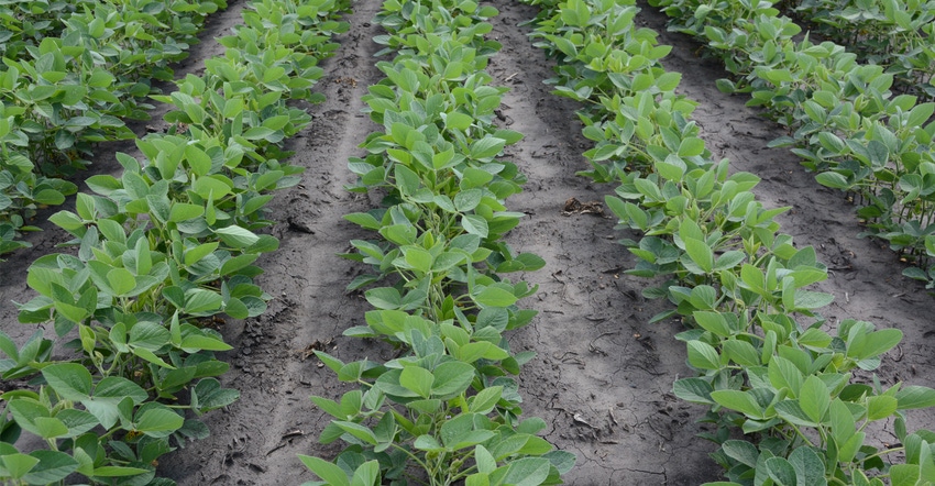 Young soybean plants in field