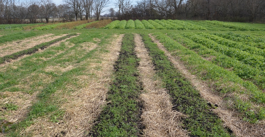 crop field crop field