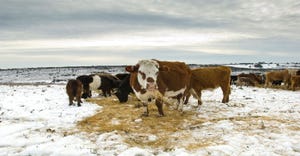 feeding cattle in winter.jpg