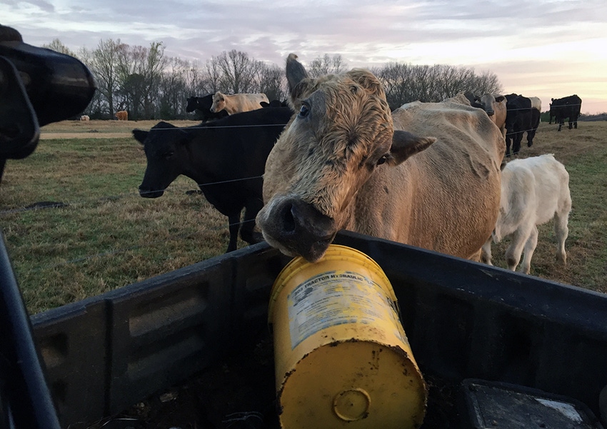 rebecca-bearden-se-farm-press-69-little-steer-2.JPG rebecca-bearden-se-farm-press-69-little-steer-2.JPG