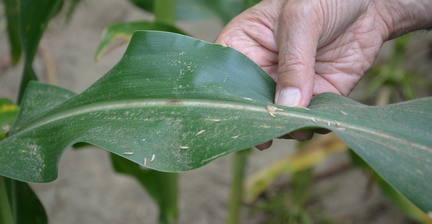 corn ear leaf