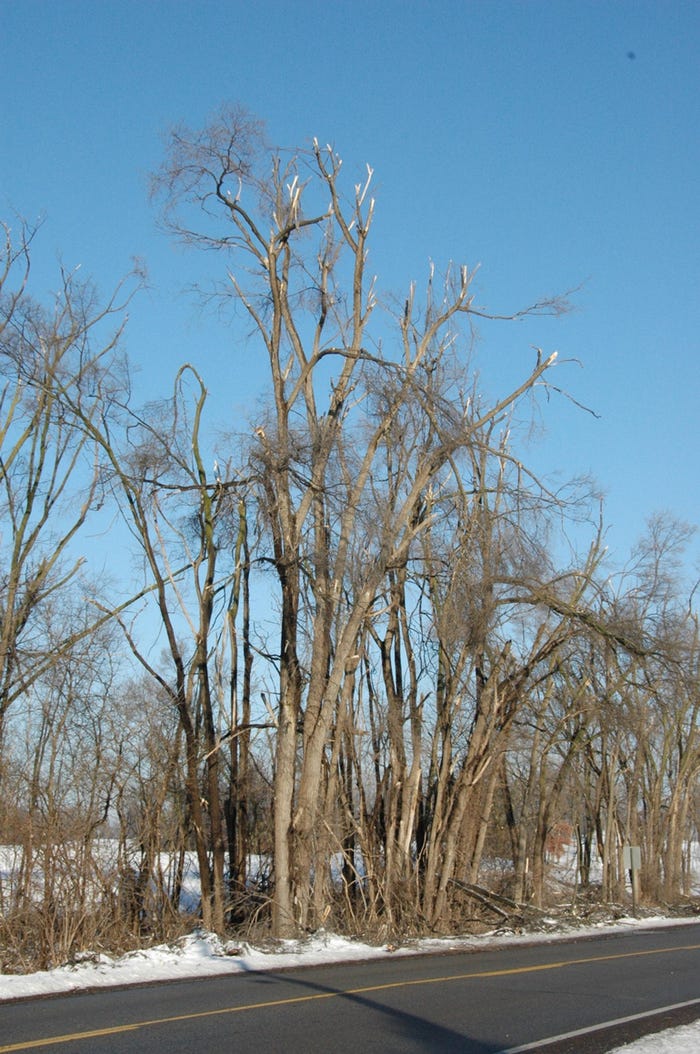 large tree with damage after an ice storm